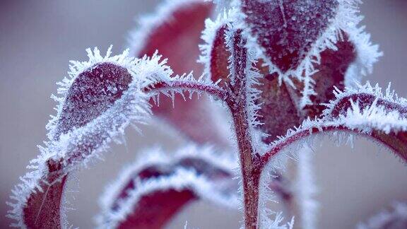霜冻中的红叶