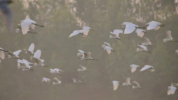 清晨鸟群在飞翔