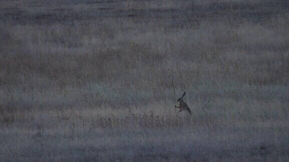 欧洲野兔(Lepuseuropaeus)也称为棕色野兔产于俄罗斯