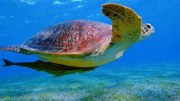 在红海游泳的绿海龟和鮣鱼马萨阿拉姆