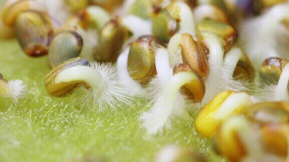 微距镜头芝麻菜颗粒发芽和生长在时间推移