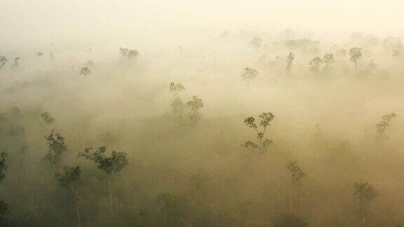 在婆罗洲加里曼丹日出与浓烟覆盖雨林