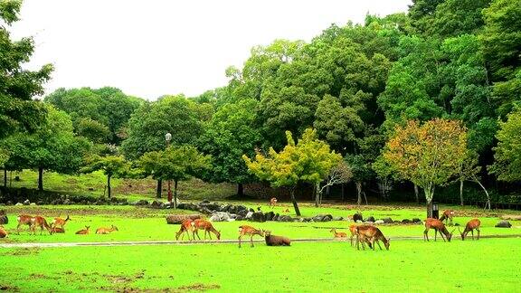 奈良鹿在日本奈良公园自由漫步用作副词或其他用途