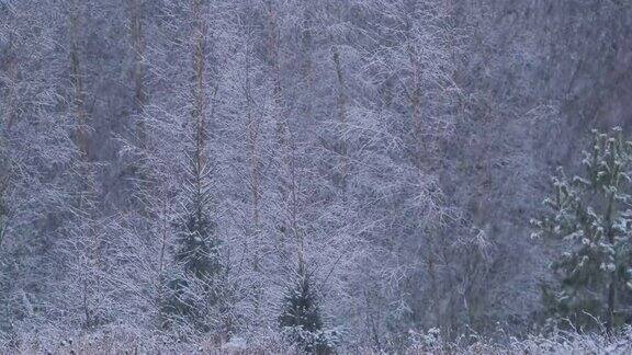 在白俄罗斯的森林里大雪纷飞
