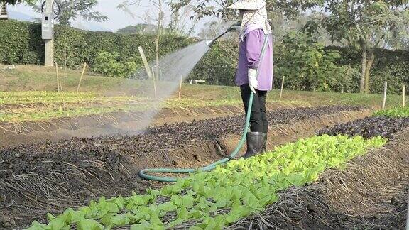 农民为蔬菜浇水