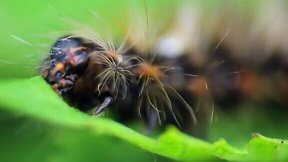草蛾幼虫吃树叶的毛虫宏观的动物