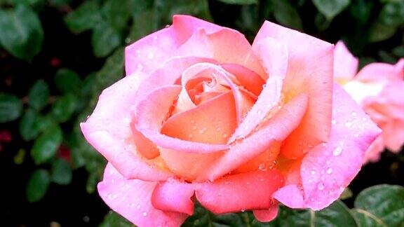 美丽的雨滴落在粉红玫瑰上的超慢动作