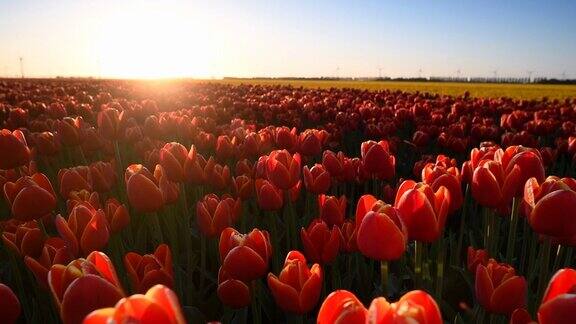 荷兰一个美丽的春天日落田野里的郁金香