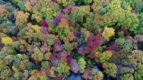 新泽西州秋叶美景