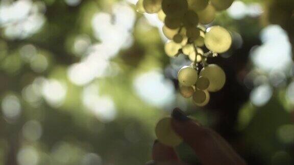 在葡萄园里一个女人用手摘了一串挂在葡萄茎上的葡萄