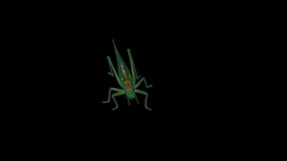 绿色蝗虫分离在黑色背景-绿色蚱蜢迁徙蝗虫短角蚱蜢