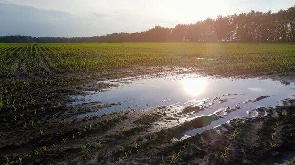 雨后被淹没的玉米地