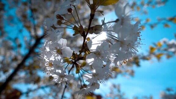 白色的樱花在阳光的背景下莫慢莫慢