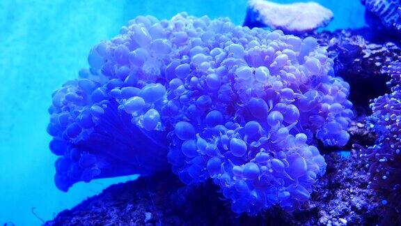 美丽的海底花与珊瑚和鱼的世界