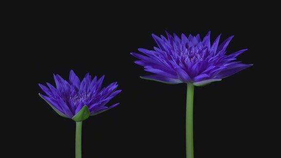 时光流逝紫色的睡莲花在池塘里开放睡莲盛开