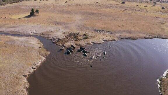 博茨瓦纳奥卡万戈三角洲一群河马正走向干旱的Gomoti河