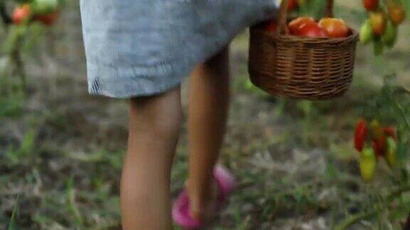 小女孩手拿采摘篮在家中采摘有机红番茄