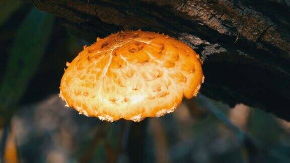 黄蘑菇伞菌生长在树上