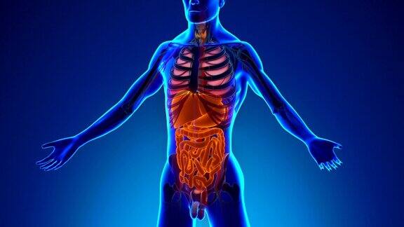 人体消化系统解剖医用x射线扫描