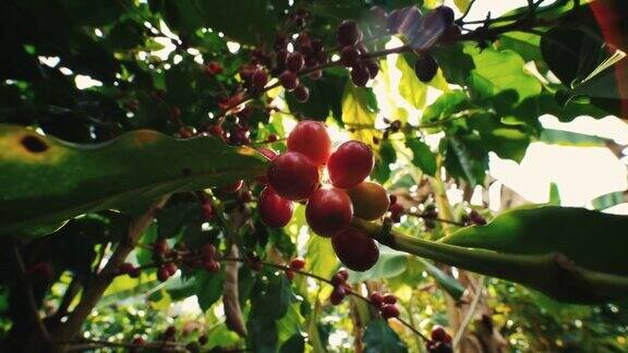 在泰国咖啡种植园里小阿拉比卡咖啡豆成熟的樱桃在树枝上