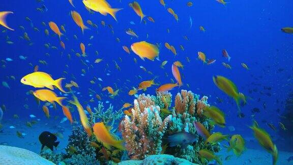 五彩缤纷的珊瑚和鱼类