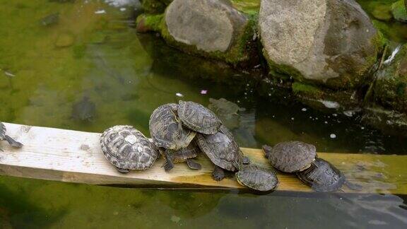 海龟们一个挨一个地躺着这样就形成了海龟金字塔动物们在池塘里休息许多海龟聚集在躺在水里的木头上一群爬行动物在一起
