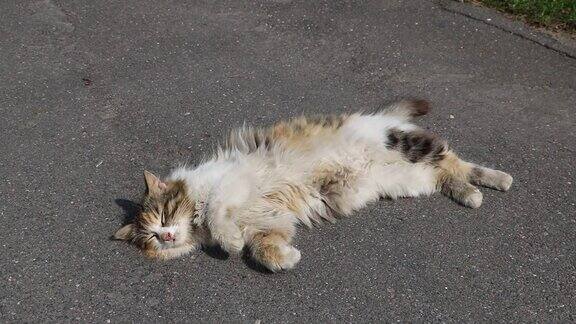 流浪猫躺在路上晒太阳