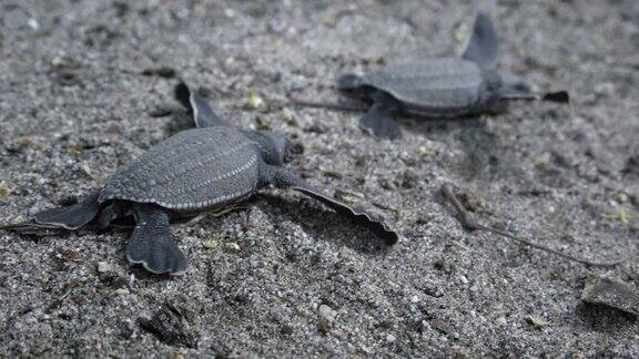 特写三棱皮龟爬行在海滩上特立尼达特立尼达和多巴哥