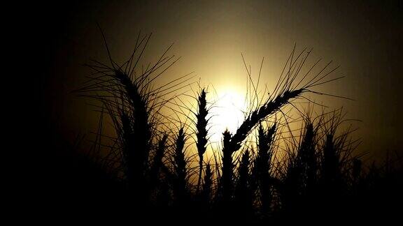 小麦在风中摇曳