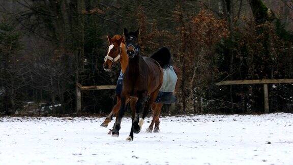 冬天两匹马在草地上奔跑