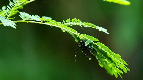 长角甲虫和雨