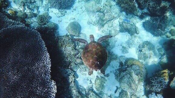 一只绿海龟在菲律宾的热带珊瑚礁上