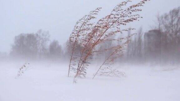 冬西伯利亚的山艾树在暴风雪和强暴风雪中生长