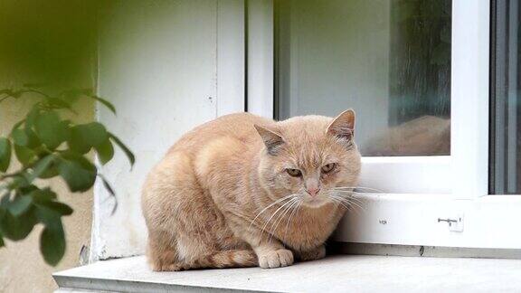 一只姜黄色的猫坐在外面的窗台上