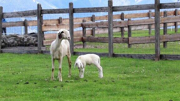 围栏里的绵羊和羊羔