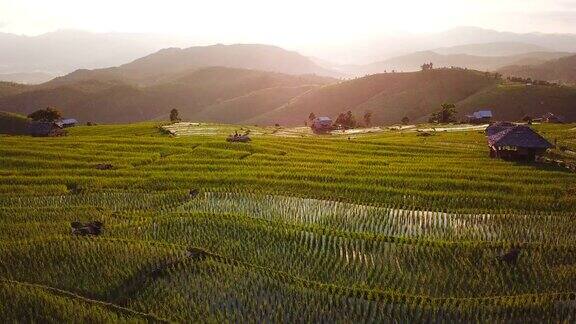空中景观稻田在泰国清迈