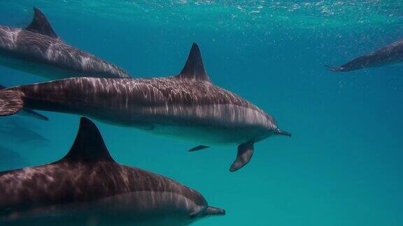 海豚在红海成群游动