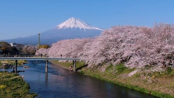 日本静冈县的富士山和樱花景观