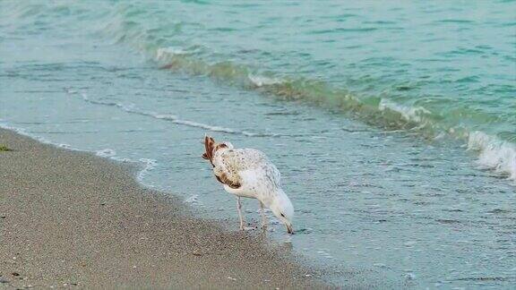 白鸥在海边散步在海浪的背景下饮水
