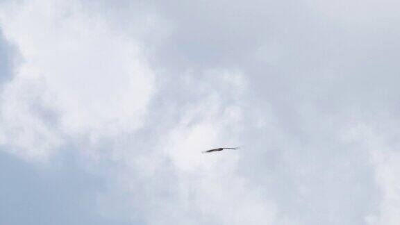 鹰对黑风筝-兴安自然保护区