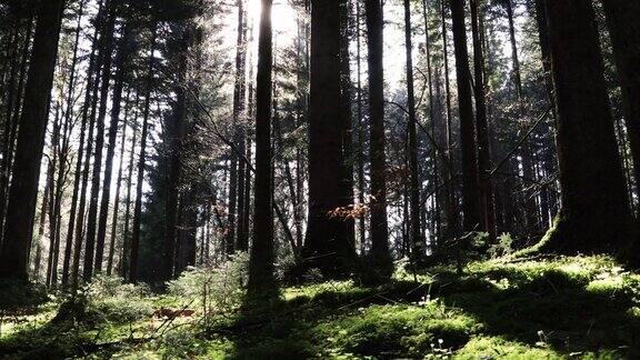夏季森林阳光透过树木出现丁达尔光
