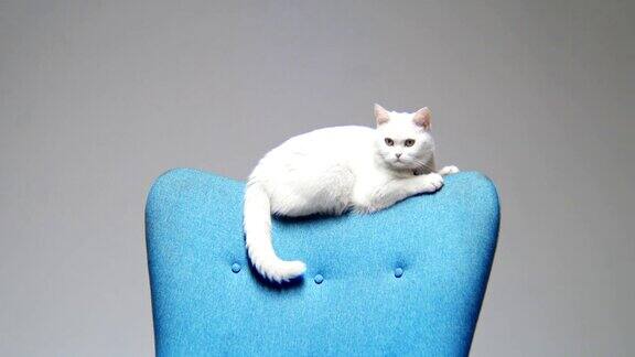 可爱的白猫坐在蓝色椅子的靠背上
