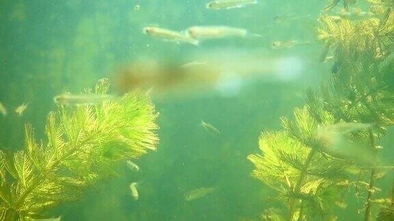 水下河流景观与藻类和小鱼