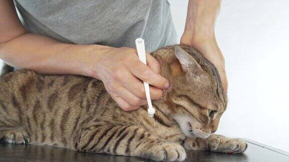 主人用牙刷给她的宠物猫刷牙