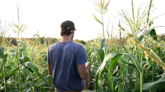 年轻的农民正带着空木箱在田里收割玉米