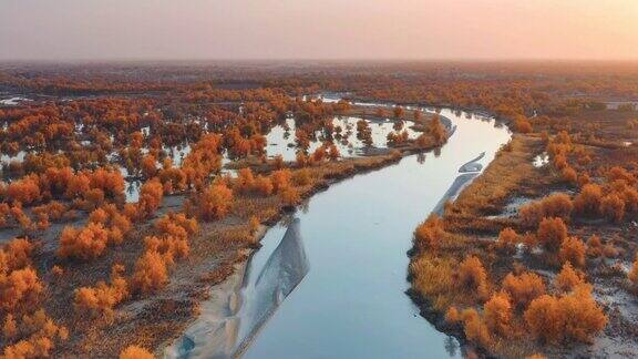 新疆秋天黄色的树林和清澈的小溪