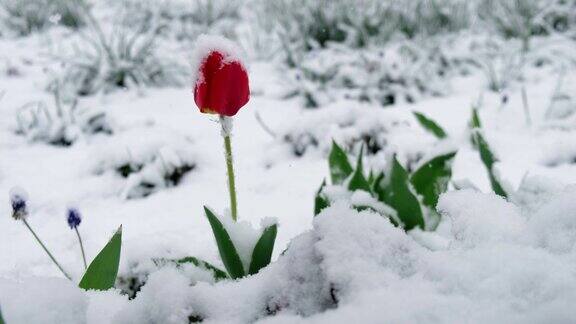 晚春降雪下绽放的红色孤独郁金香