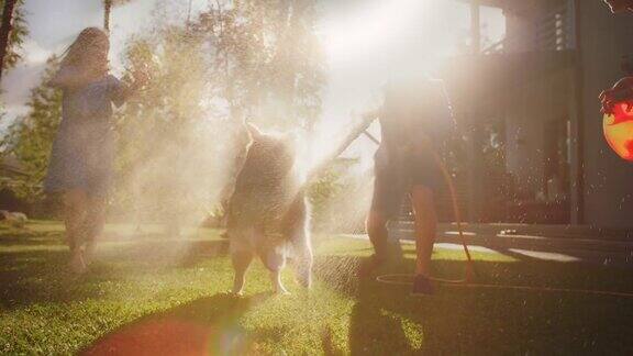 父亲女儿儿子和忠诚的金毛猎犬玩耍狗试图从花园的水管接水家庭一起在户外玩的时间阳光明媚的一天田园般的郊区住宅慢动作镜头