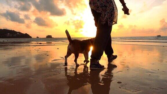 在海滩遛狗的亚洲女人