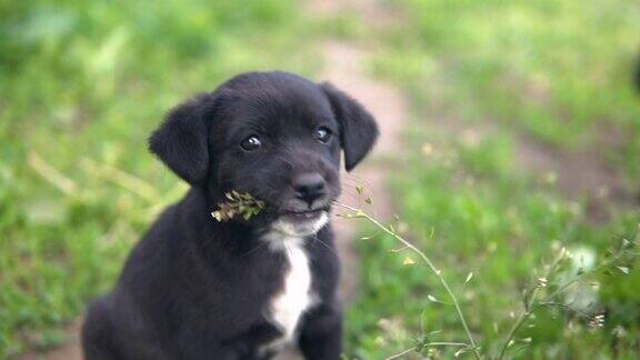 杂种小狗黑色吃草